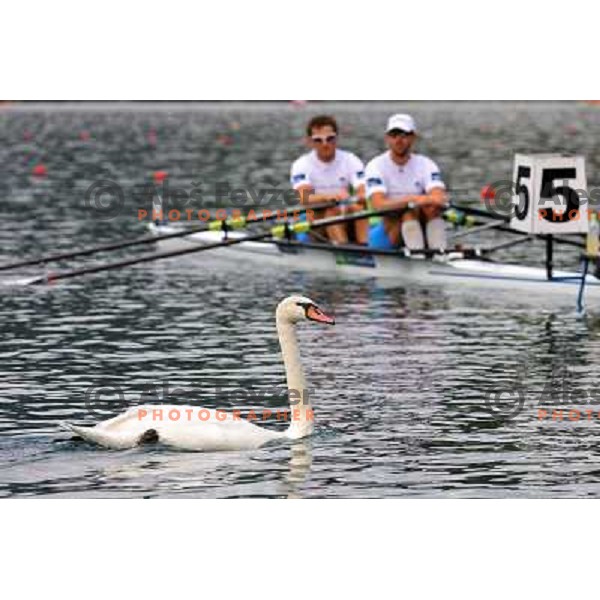 A White swan crossing the start line in front of Iztok Cop and Luka Spik of Slovenia during first day of competition at 2011 World Rowing Championships at Bled, Slovenia on August 28,2011 