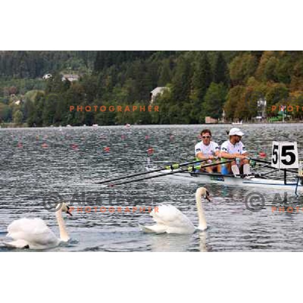 Two White swans crossing the start line in front of Iztok Cop and Luka Spik of Slovenia during first day of competition at 2011 World Rowing Championships at Bled, Slovenia on August 28,2011 