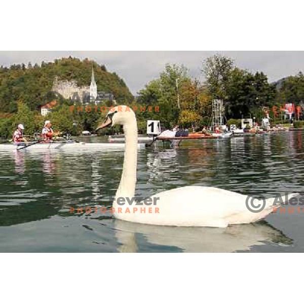 White swan salutes the rowers during third day of competition at 2011 World Rowing Championships at Bled, Slovenia on August 30,2011 