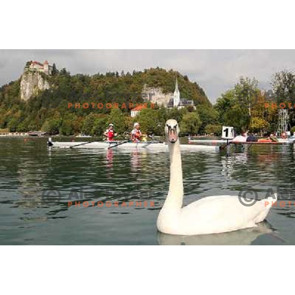 White swan salutes the rowers during third day of competition at 2011 World Rowing Championships at Bled, Slovenia on August 30,2011 