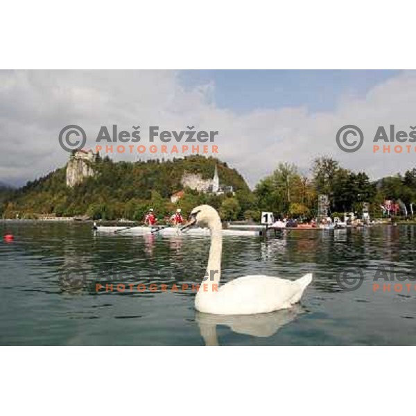 White swan salutes the rowers during third day of competition at 2011 World Rowing Championships at Bled, Slovenia on August 30,2011 
