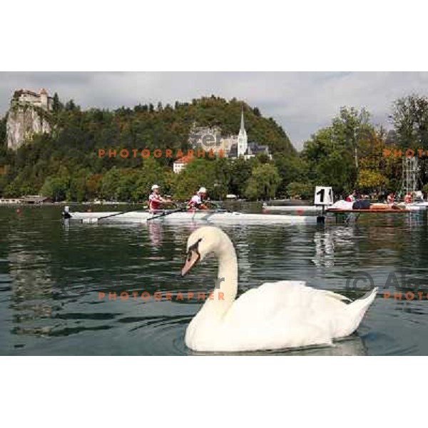 White swan salutes the rowers during third day of competition at 2011 World Rowing Championships at Bled, Slovenia on August 30,2011 
