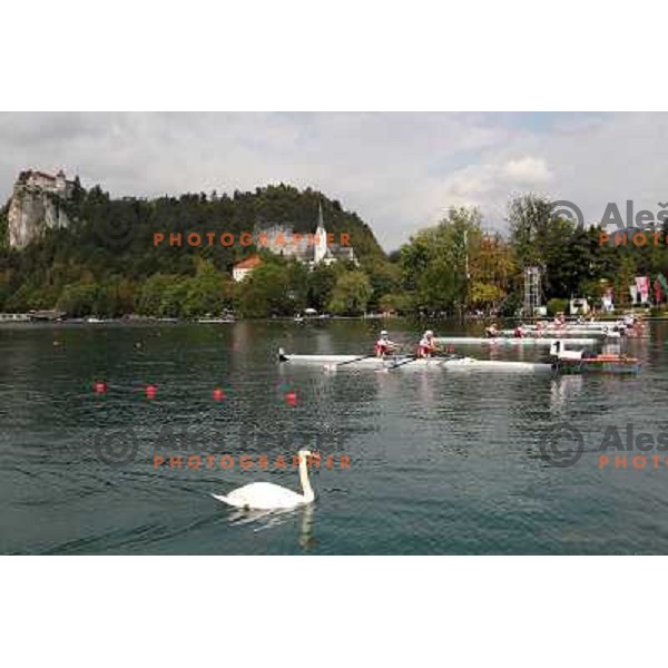 White swan salutes the rowers during third day of competition at 2011 World Rowing Championships at Bled, Slovenia on August 30,2011 