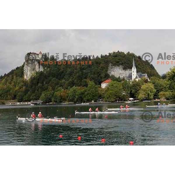 White swan salutes the rowers during third day of competition at 2011 World Rowing Championships at Bled, Slovenia on August 30,2011 
