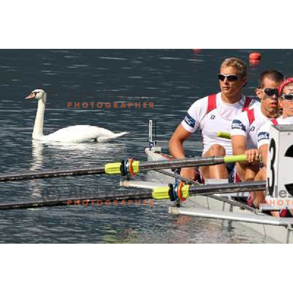 White swan salutes the rowers during third day of competition at 2011 World Rowing Championships at Bled, Slovenia on August 30,2011 