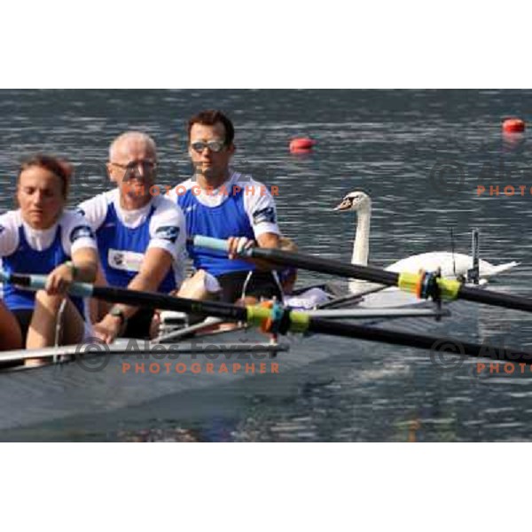 White swan salutes the rowers during third day of competition at 2011 World Rowing Championships at Bled, Slovenia on August 30,2011 