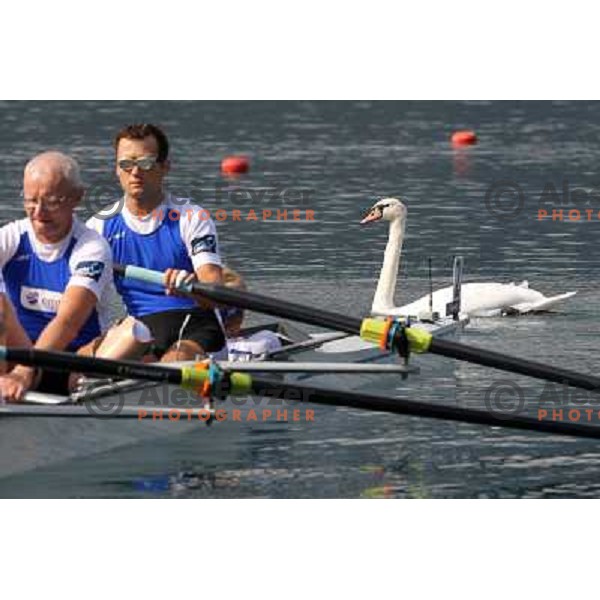 White swan salutes the rowers during third day of competition at 2011 World Rowing Championships at Bled, Slovenia on August 30,2011 