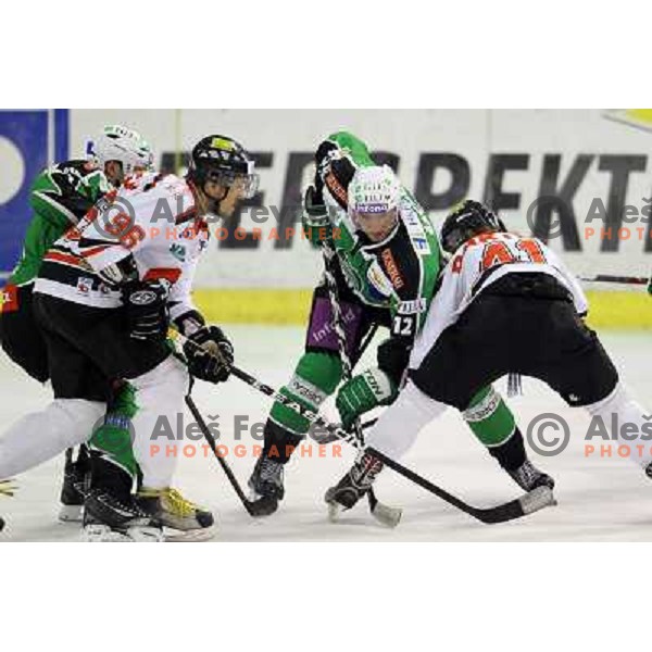 Petr Sachl of Tilia Olimpija in action during ice-hockey match Tilia Olimpija-Orli Znojmo in round 5 of Ebel league, played in Hala Tivoli, Ljubljana, Slovenia on September 23,2011 