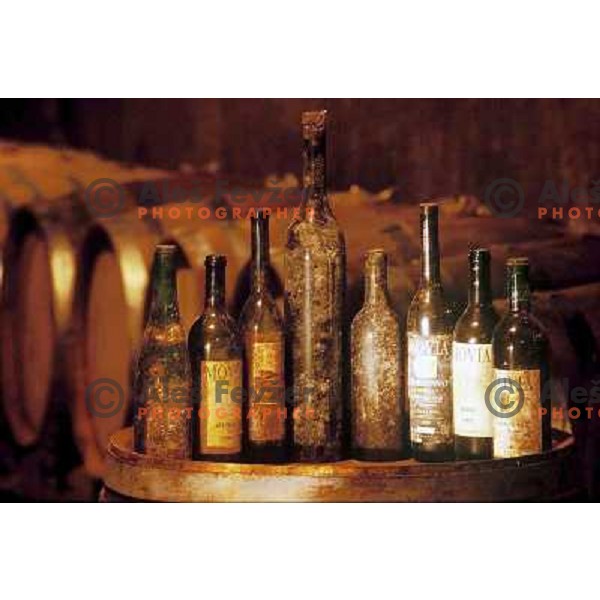 Movia archive wines, Slovenia
