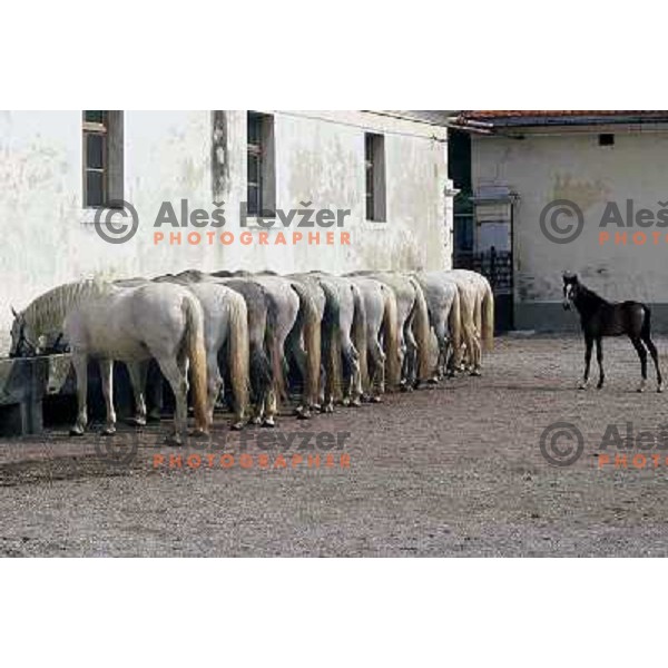 Lipica stud farm