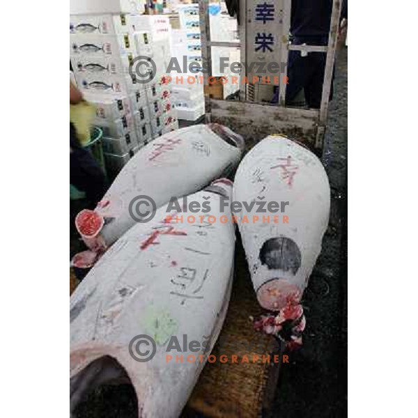 Tokyo (Japan)Tsukiji Market is the biggest wholesale fish and seafood market in the world. You can find more than 400 different types of seafood from cheap seaweed to the most expensive caviar, and from tiny sardines to 300 kg tuna 