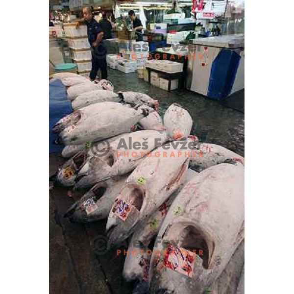Tokyo (Japan)Tsukiji Market is the biggest wholesale fish and seafood market in the world. You can find more than 400 different types of seafood from cheap seaweed to the most expensive caviar, and from tiny sardines to 300 kg tuna 