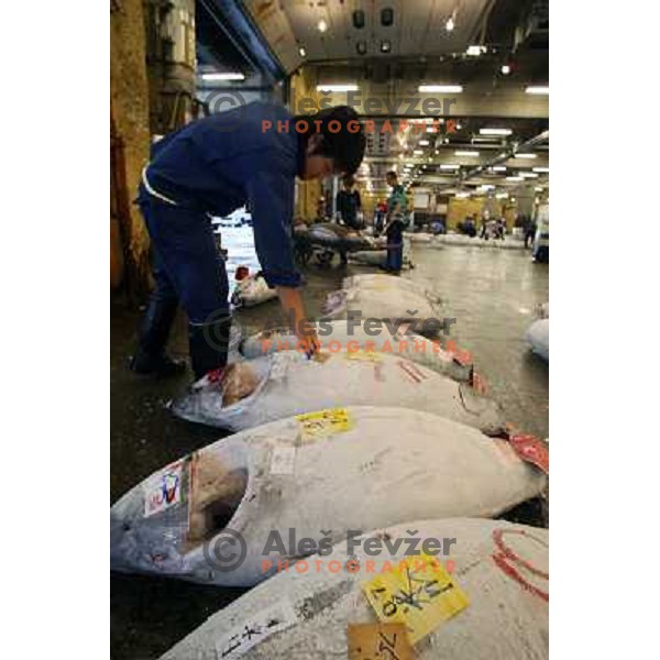 Tokyo (Japan)Tsukiji Market is the biggest wholesale fish and seafood market in the world. You can find more than 400 different types of seafood from cheap seaweed to the most expensive caviar, and from tiny sardines to 300 kg tuna 