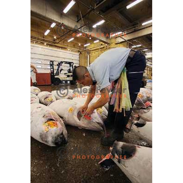Tokyo (Japan)Tsukiji Market is the biggest wholesale fish and seafood market in the world. You can find more than 400 different types of seafood from cheap seaweed to the most expensive caviar, and from tiny sardines to 300 kg tuna 