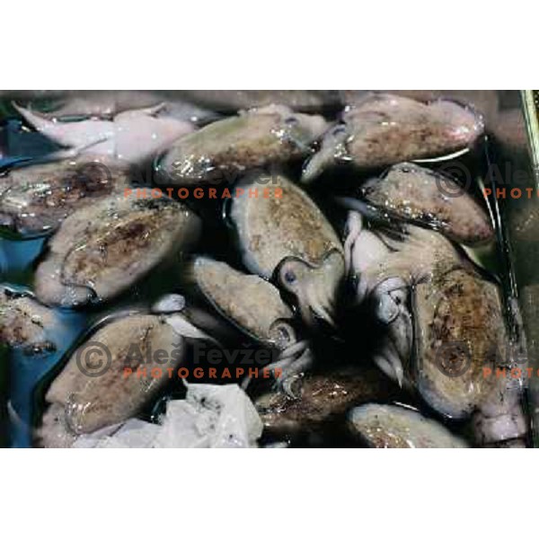 Tokyo (Japan)Tsukiji Market is the biggest wholesale fish and seafood market in the world. You can find more than 400 different types of seafood from cheap seaweed to the most expensive caviar, and from tiny sardines to 300 kg tuna 