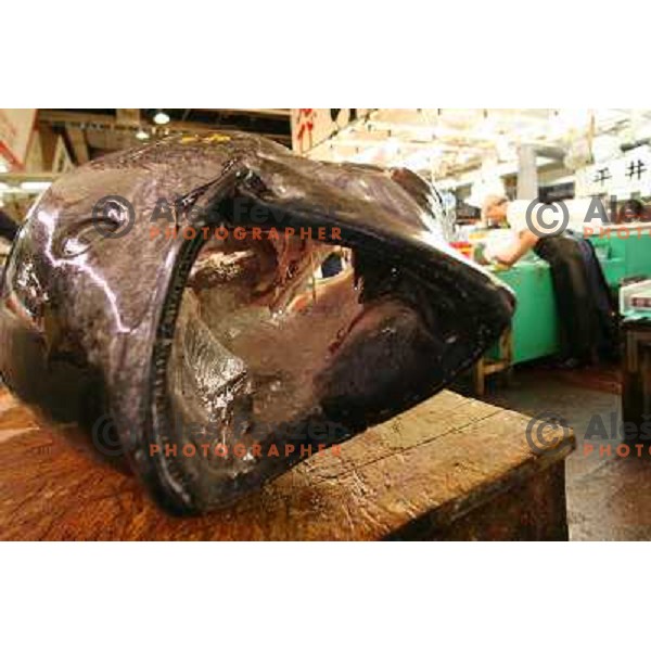 Tokyo (Japan)Tsukiji Market is the biggest wholesale fish and seafood market in the world. You can find more than 400 different types of seafood from cheap seaweed to the most expensive caviar, and from tiny sardines to 300 kg tuna 