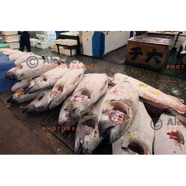 Tokyo (Japan)Tsukiji Market is the biggest wholesale fish and seafood market in the world. You can find more than 400 different types of seafood from cheap seaweed to the most expensive caviar, and from tiny sardines to 300 kg tuna 