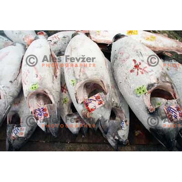 Tokyo (Japan)Tsukiji Market is the biggest wholesale fish and seafood market in the world. You can find more than 400 different types of seafood from cheap seaweed to the most expensive caviar, and from tiny sardines to 300 kg tuna 