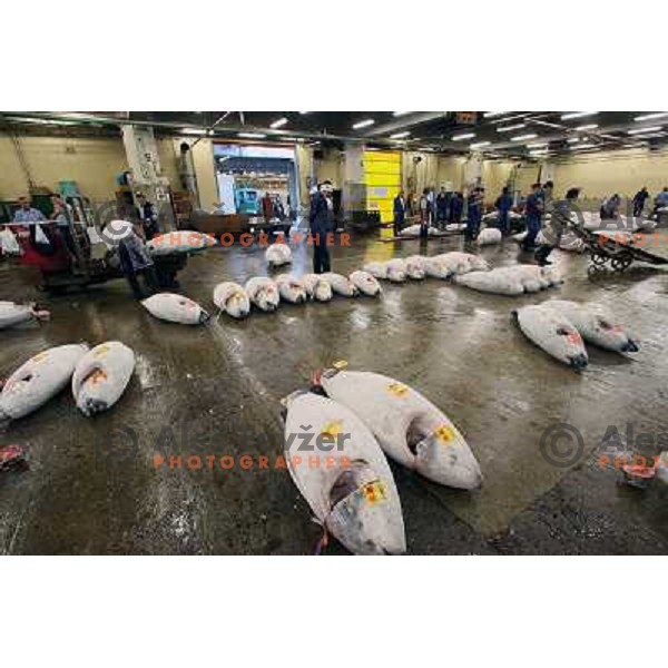 Tokyo (Japan)Tsukiji Market is the biggest wholesale fish and seafood market in the world. You can find more than 400 different types of seafood from cheap seaweed to the most expensive caviar, and from tiny sardines to 300 kg tuna 