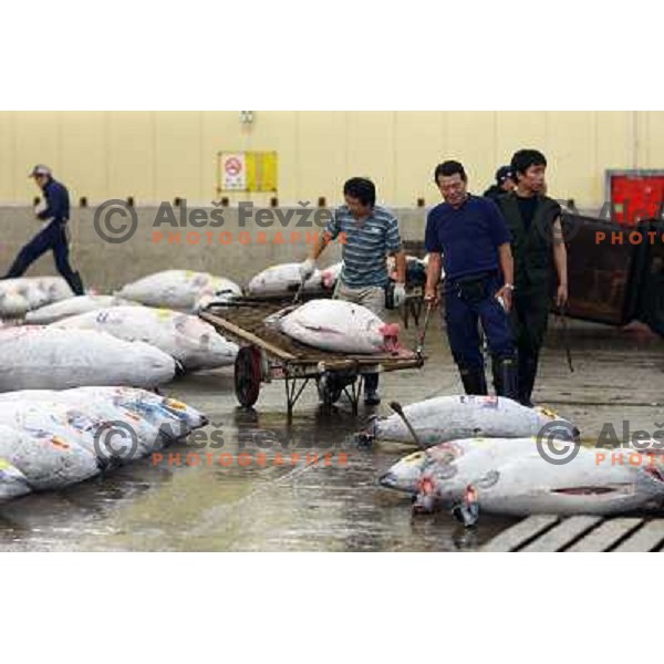 Tokyo (Japan)Tsukiji Market is the biggest wholesale fish and seafood market in the world. You can find more than 400 different types of seafood from cheap seaweed to the most expensive caviar, and from tiny sardines to 300 kg tuna 