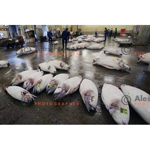 Tokyo (Japan)Tsukiji Market is the biggest wholesale fish and seafood market in the world. You can find more than 400 different types of seafood from cheap seaweed to the most expensive caviar, and from tiny sardines to 300 kg tuna 