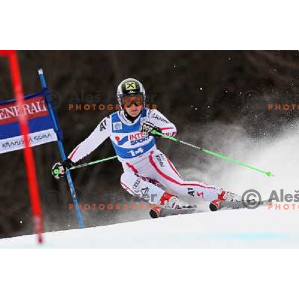Kathrin Zettel (AUT) skiing during first run of 48. Zlata Lisica- Golden Fox Trophy FIS SKI World Cup Giant Slalom at Kranjska Gora, Slovenia on January 21, 2012 
