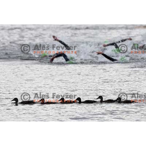 competes in women\'s triathlon in Hyde Park during London 2012 Summer Olympic Games, Great Britain on August 4, 2012 
