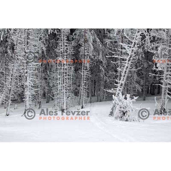 Fresh powder action during Goltes Carving festival at Rogla Ski resort, Slovenia on February 15, 2013 