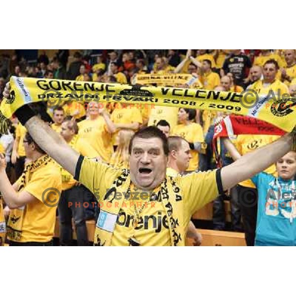 Fans of RK Gorenje Velenje in action during handball match RK Gorenje Velenje-SK Vive Targi Kielce in EHF Velux Champions league, played in Red Hall, Velenje, Slovenia on February 23, 2013 