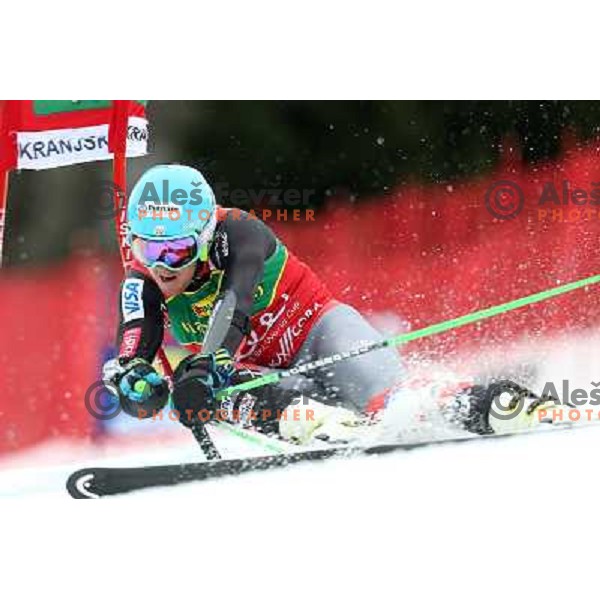Ted Ligety (USA) skiing in first run of AUDI FIS Ski World Cup Giant Slalom for 52. Vitranc Cup in Kranjska Gora, Slovenia on March 9 ,2013 