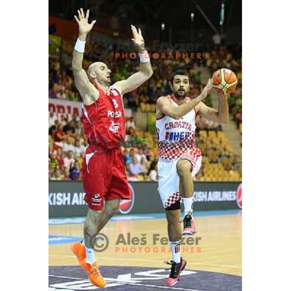 of Croatia at basketball match Croatia-Poland in Preliminary round group C of Eurobasket 2013, played in Arena Zlatorog , Celje, Slovenia on September 7, 2013 
