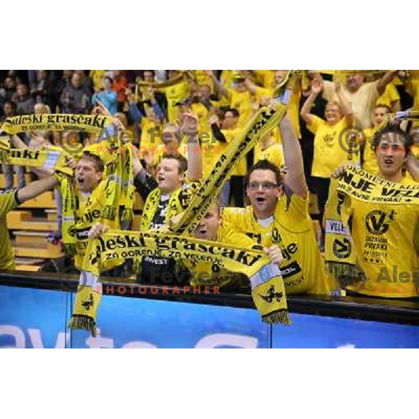 Fans of Gorenje Velenje in action during EHF Champions league handball match between Gorenje Velenje ( SLO) and La Rioja (ESP) in Red hall, Velenje, Slovenia on november 23,2013 