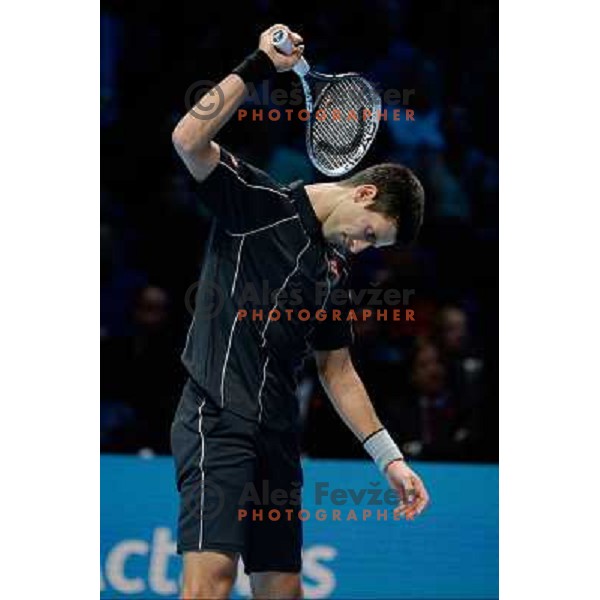 Novak Djokovic of Serbia, winner of ATP finals tennis tournament in O2 Arena, London, Great Britain on November 11, 2013 