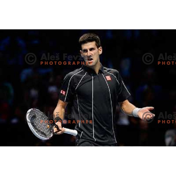 Novak Djokovic of Serbia, winner of ATP finals tennis tournament in O2 Arena, London, Great Britain on November 11, 2013 