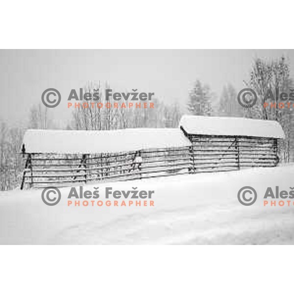 More than meter of snow fall in last 24 hours demands a lot of extra work for organisers of 50. Zlata Lisica- Golden fox trophy to set everything for AUDI FIS World Cup race in Kranjska gora, Slovenia on January 31, 2014