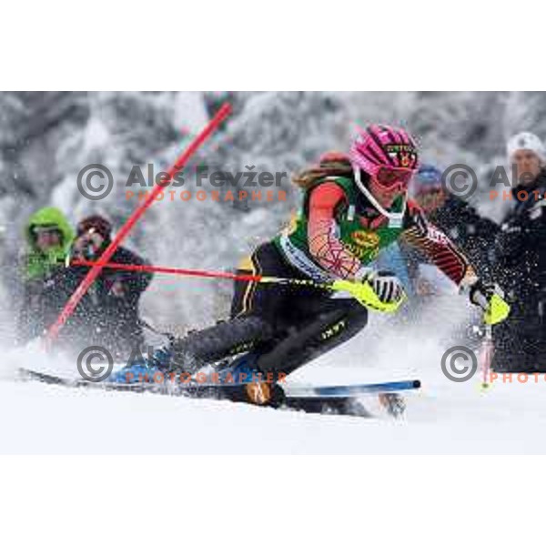AUDI FIS World Cup slalom race for 50.Zlata Lisica- Golden Fox Trophy in Kranjsska gora, Slovenia on February 2, 2014