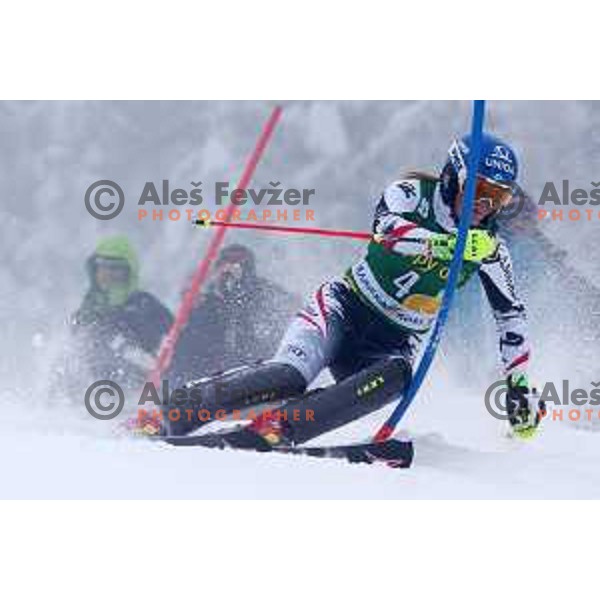 AUDI FIS World Cup slalom race for 50.Zlata Lisica- Golden Fox Trophy in Kranjsska gora, Slovenia on February 2, 2014