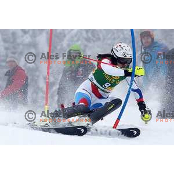AUDI FIS World Cup slalom race for 50.Zlata Lisica- Golden Fox Trophy in Kranjsska gora, Slovenia on February 2, 2014