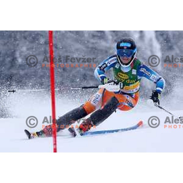 AUDI FIS World Cup slalom race for 50.Zlata Lisica- Golden Fox Trophy in Kranjska gora, Slovenia on February 2, 2014