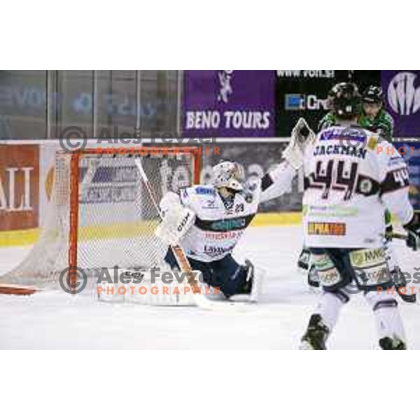 of Telemach Olimpija in action during ice-hockey match Telemach Olimpija- Sapa Fehervar AV 19 in Ebel league 2013/2014, played in Hala Tivoli, Ljubljana, Slovenia on February 1,2014