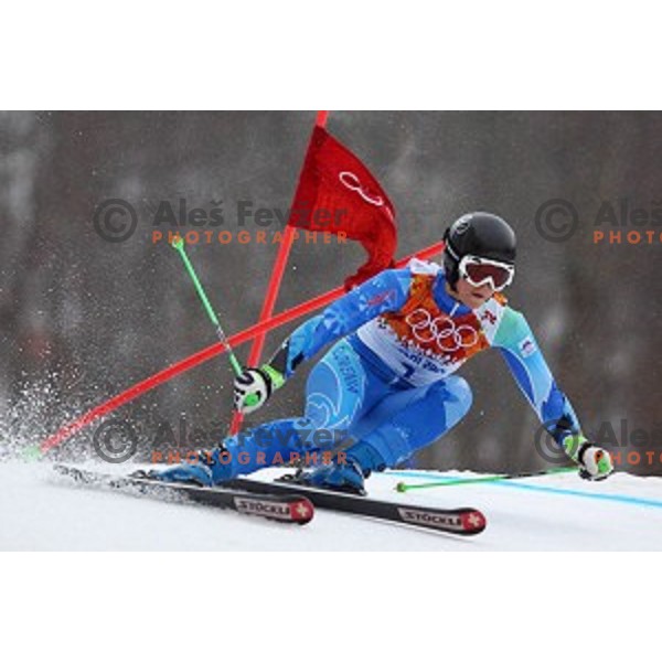 Tina Maze (SLO) skiing in the first run of Ladies Giant Slalom at Rosa Khutor Alpine Center , Sochi 2014 Winter Olympic Games, Russia on February 18, 2014