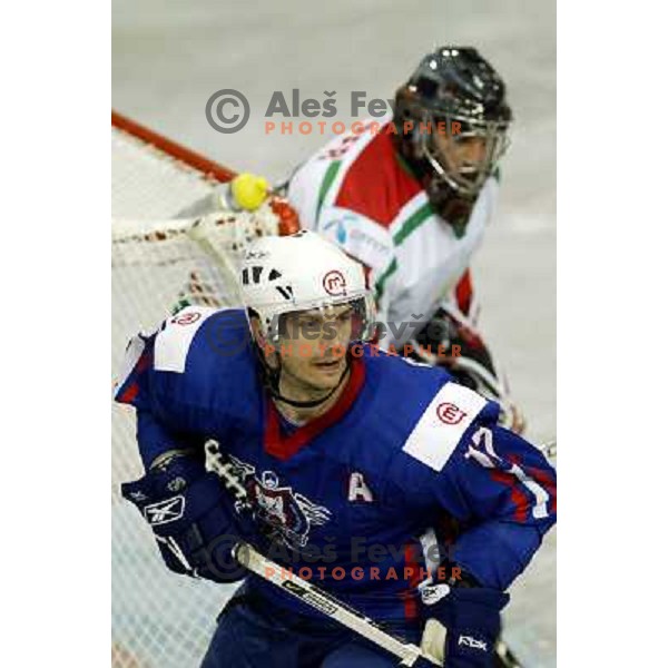 Golicic at match Slovenia- Hungary at World Championship Division 1 group B in Ljubljana.Photo by Ales Fevzer 