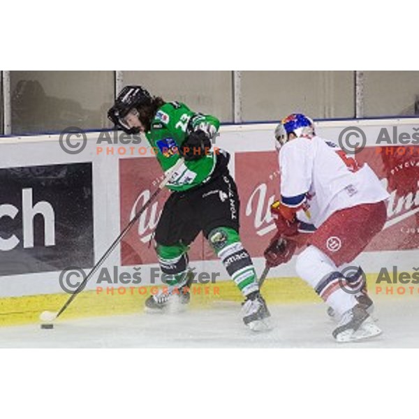 David Planko of Olimpija and David Mecklerof Salzburg in action during ice hockey match of 10th round of EBEL League in Season 2014/15 between HDD Telemach Olimpija and EC Red Bull Salzburg, played in Tivoli Hall, Ljubljana, Slovenia, on October 12, 2014