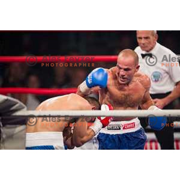 Dejan Zavec fights with Ferenc Hafner for a european champion title, first class boxing, Tabor Hall, Maribor, 17.10.2014