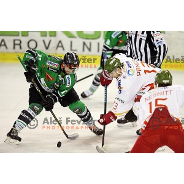 of Olimpija in action during EBEL League Season 2014/15 ice-hockey match between HDD Telemach Olimpija and Bolzano, played in Tivoli Hall, Ljubljana, Slovenia, on October 23, 2014