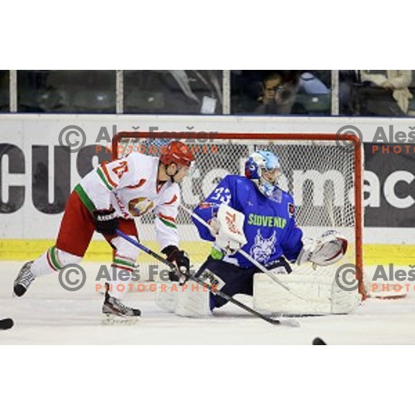 Robert Kristan of Slovenia in action during ice-hockey match Slovenia-Belarus at Euro Ice Hockey Challenge Tournament in Hala Tivoli, Ljubljana, Slovenia on November 7, 2014