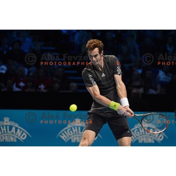 Andy Murray (GB) at ATP finals tennis tournament in O2 Arena, London, Great Britain, November 11, 2013 