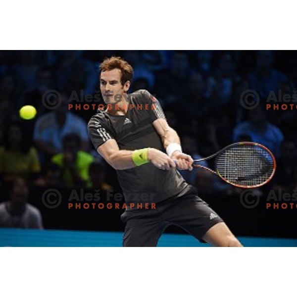 Andy Murray (GB) at ATP finals tennis tournament in O2 Arena, London, Great Britain, November 11, 2013 