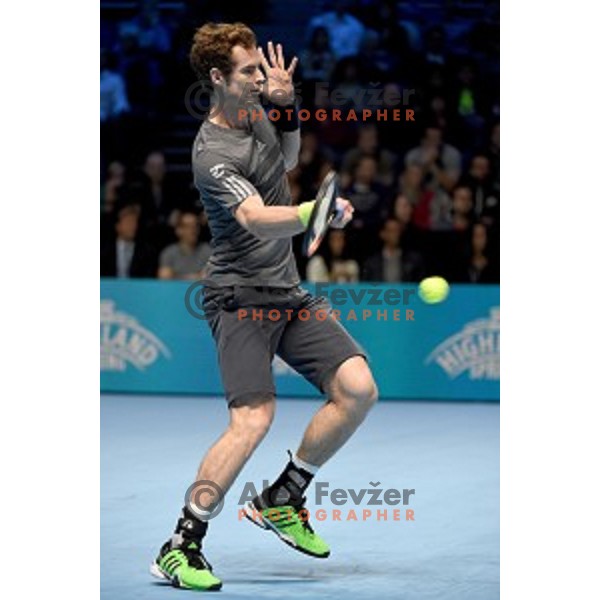 Andy Murray (GB) at ATP finals tennis tournament in O2 Arena, London, Great Britain, November 16, 2013