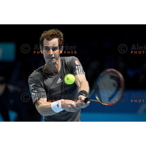 Andy Murray (GB) at ATP finals tennis tournament in O2 Arena, London, Great Britain, November 16, 2013